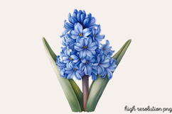 Spring Hyacinth Flower Clipart PNG Product Image 1