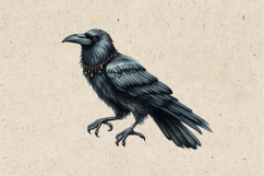 Watercolor Halloween Raven. PNG sublimation BUNDLE Product Image 13
