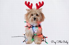 Christmas Dog Clipart PNG Product Image 1