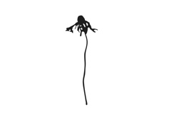 Botanical bundle - svg, png Product Image 21