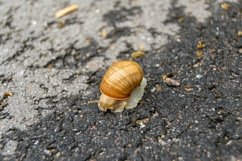 Big garden snail in shell crawling on wet road hurry home Product Image 22