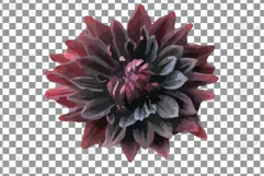 Watercolor bridal flowers on summer berry colors clip art Product Image 11
