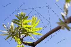 green leaves of mountain ash Product Image 1