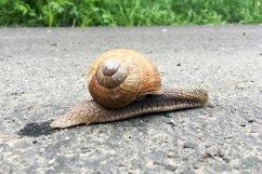 Big garden snail in shell crawling on wet road hurry home Product Image 4