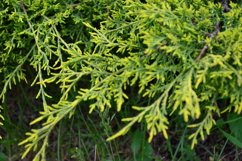 Christmas trees outdoors in the garden Product Image 1