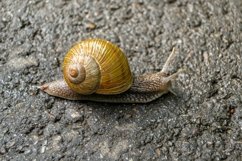 Big garden snail in shell crawling on wet road hurry home Product Image 27