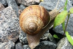 Big garden snail in shell crawling on wet road hurry home Product Image 6