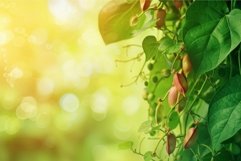 Edible Bean vigna. Generate Ai Product Image 1
