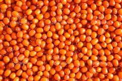 sea buckthorn harvest ripe wild berry as background Product Image 1