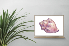 Ocean Conch Shell Seashell Spiral Sea Marine PNG Summer Product Image 2