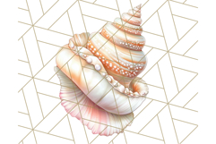 Natural Seashell Clipart PNG, Summer Nautical Beach Shell Product Image 3