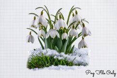 Snowdrops Clipart PNG PNG Product Image 1