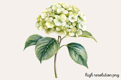 Hydrangea Watercolor Clipart PNG Product Image 1