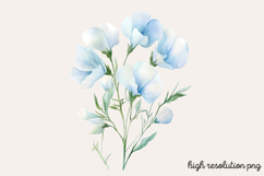 Sweet Pea Flower Watercolor Clipart PNG Product Image 1