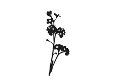 Botanical bundle - svg, png Product Image 22