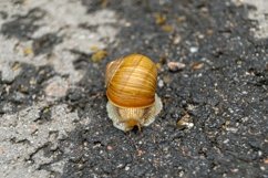 Big garden snail in shell crawling on wet road hurry home Product Image 25