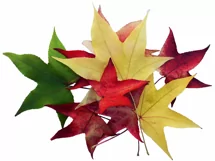 50 FALLING LEAVES TRANSPARENT PNG FILES, PHOTOSHOP OVERLAYS Product Image 5
