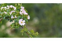 Natural background with flowering rosehip branches Product Image 1