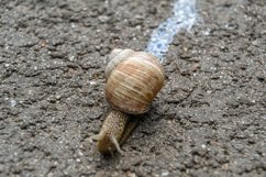 Big garden snail in shell crawling on wet road hurry home Product Image 25