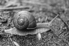 Big garden snail in shell crawling on wet road hurry home Product Image 2