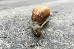Big garden snail in shell crawling on wet road hurry home Product Image 14