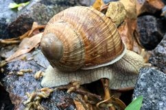 Big garden snail in shell crawling on wet road hurry home Product Image 9