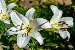 Fine wild growing flower on background meadow Product Image 1