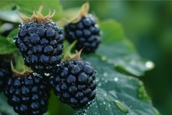 Fresh blackberries on branch with dew drops Product Image 1