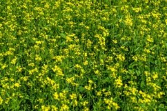 Fine wild growing flower on background meadow Product Image 1
