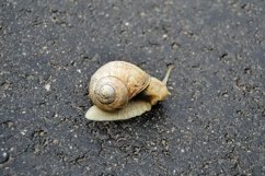 Big garden snail in shell crawling on wet road hurry home Product Image 6
