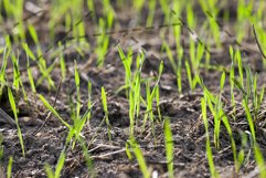 young grass plants, close-up Product Image 1