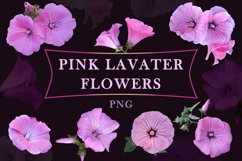 Pink Lavater flowers Product Image 1