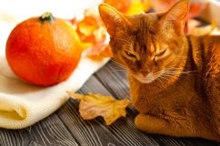 Orange cat and pumpkin on wooden table with autumn leaves. Product Image 1