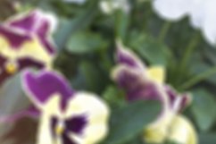 Blurred backdround of Multicolor pansy flowers Product Image 1
