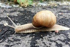 Big garden snail in shell crawling on wet road hurry home Product Image 7