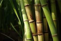 Picturesque Sugarcane green plant field closeup photo. Gener Product Image 1