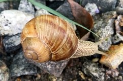 Big garden snail in shell crawling on wet road hurry home Product Image 4