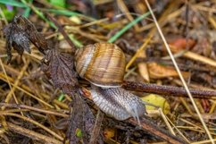 Big garden snail in shell crawling on wet road hurry home Product Image 27