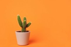 green cactus in the pot, houseplant Product Image 1