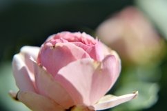 SET different blooming flowers with leaves in natural nature Product Image 15
