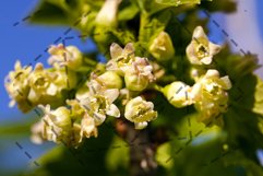 blossoming of blackcurrant Product Image 1