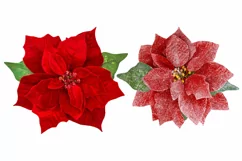 Red Christmas flower poinsettia isolated PSD PNG Product Image 3