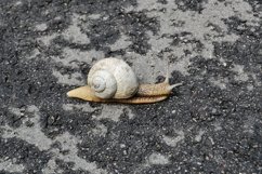 Big garden snail in shell crawling on wet road hurry home Product Image 7