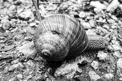 Big garden snail in shell crawling on wet road hurry home Product Image 17