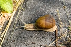 Big garden snail in shell crawling on wet road hurry home Product Image 29