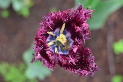 blooming flowers in the garden Product Image 1
