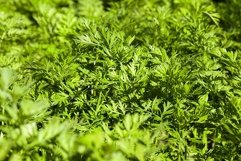 green parsley in a field Product Image 1