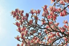 24x Beautiful backgrounds of flowering trees Product Image 2