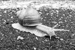 Big garden snail in shell crawling on wet road hurry home Product Image 11