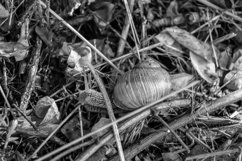 Big garden snail in shell crawling on wet road hurry home Product Image 14